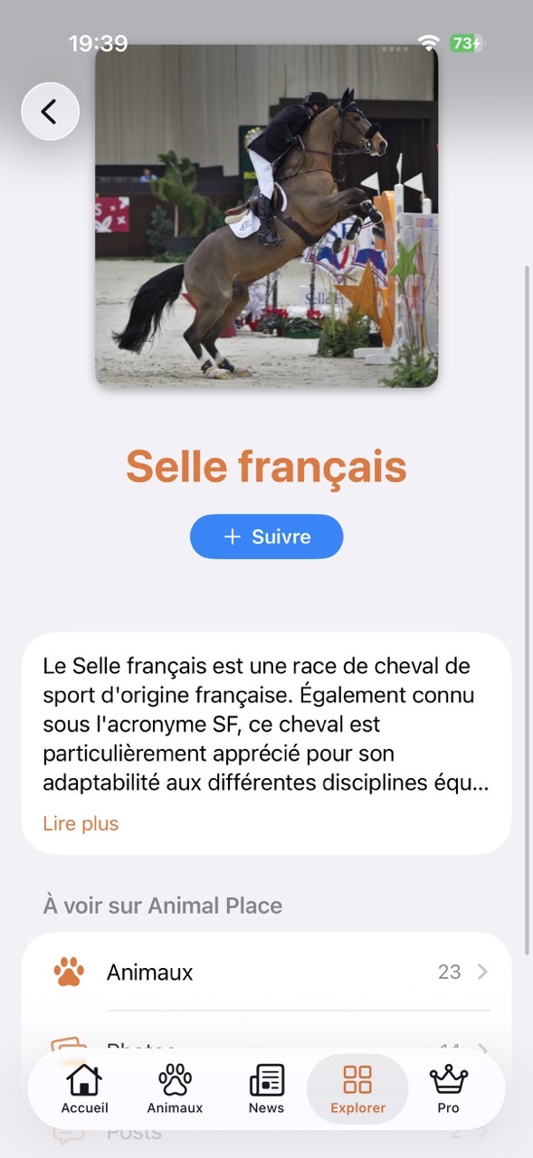 Page de race Selle Français